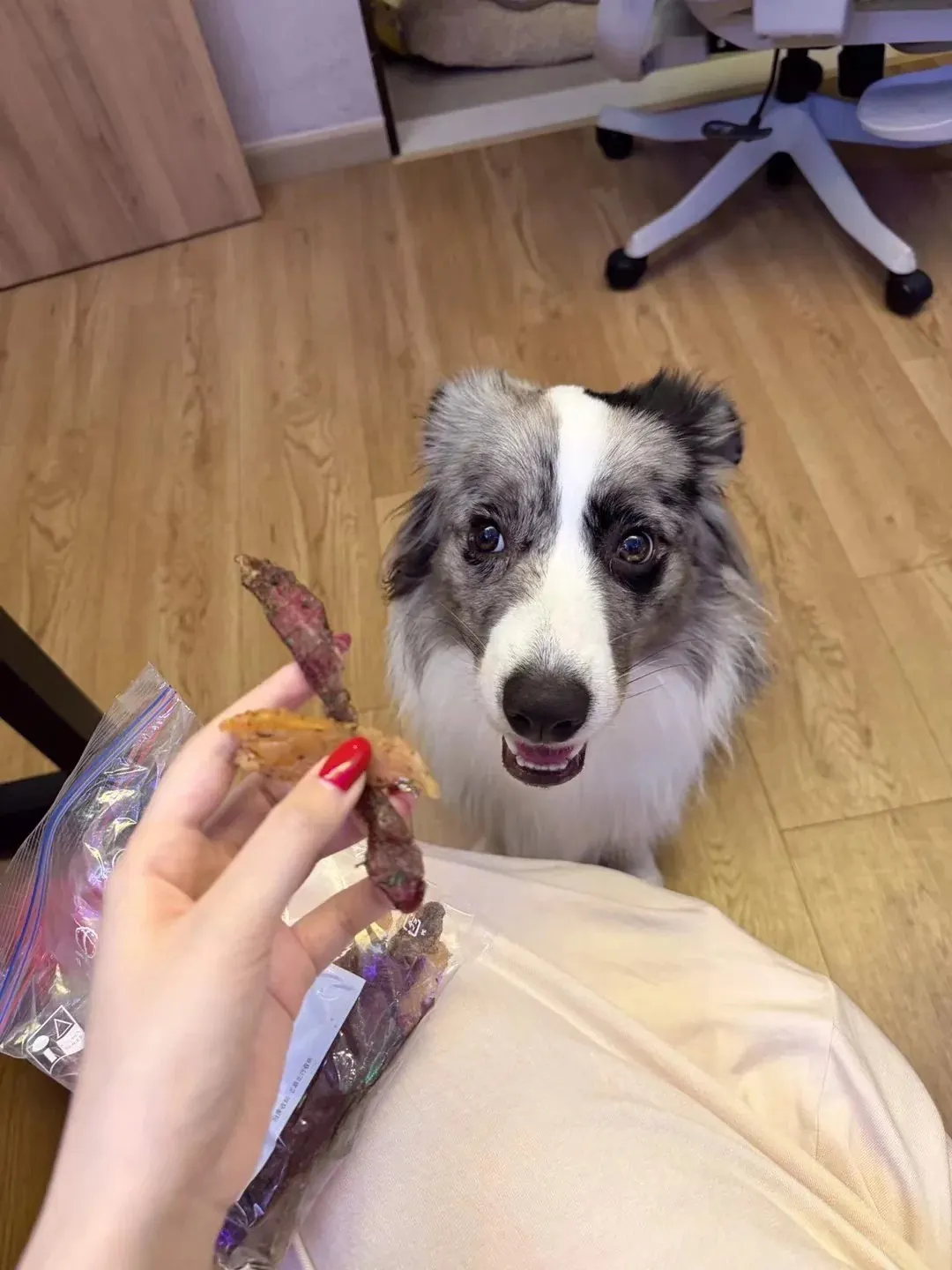 Pourquoi mon chien mange son caca ? Maître donnant une friandise à son chien en promenade (moment de récompense)