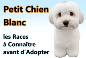 Noms de Chien Commençant par A : Guide Complet petit chien blanc