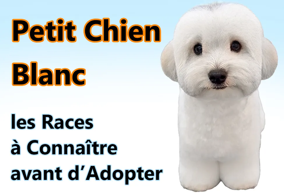 petit chien blanc