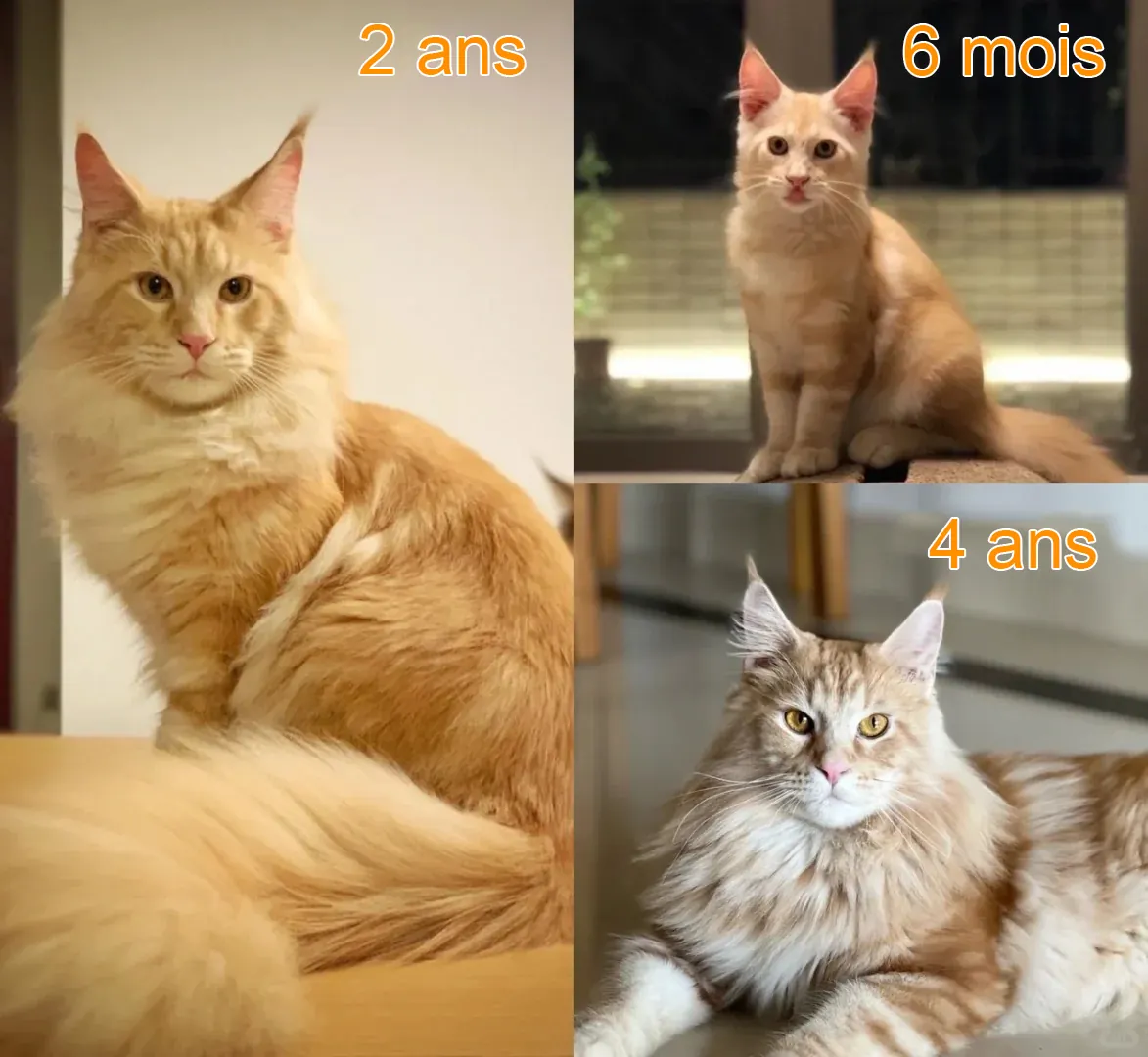 Progression de croissance d'un Maine Coon en trois étapes : chaton de 6 mois, jeune chat de 2 ans et adulte de 4 ans, montrant l'évolution du gabarit