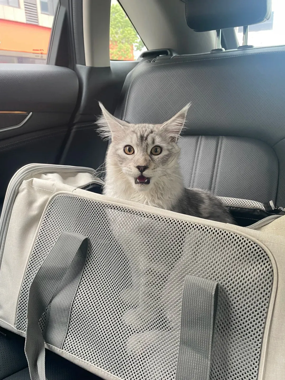 Maine Coon géant sortant la tête d'un sac de transport pour chat grand format lors d'un déplacement chez le vétérinaire