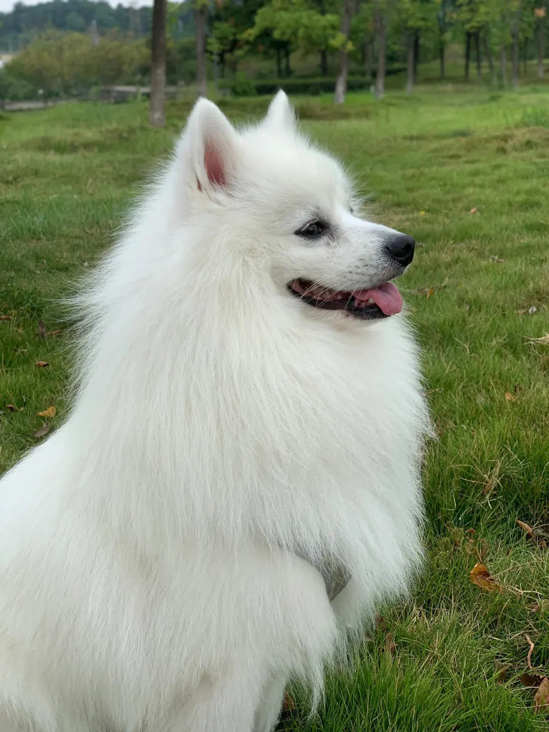 Petit Chien Blanc : les Races à Connaître avant d'Adopter Spitz Japonais en course, illustrant son allure proche du renard miniature