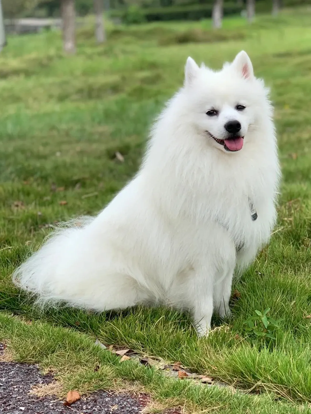 Petit Chien Blanc : les Races à Connaître avant d'Adopter Spitz Japonais au pelage blanc mi-long et à la queue enroulée sur le dos