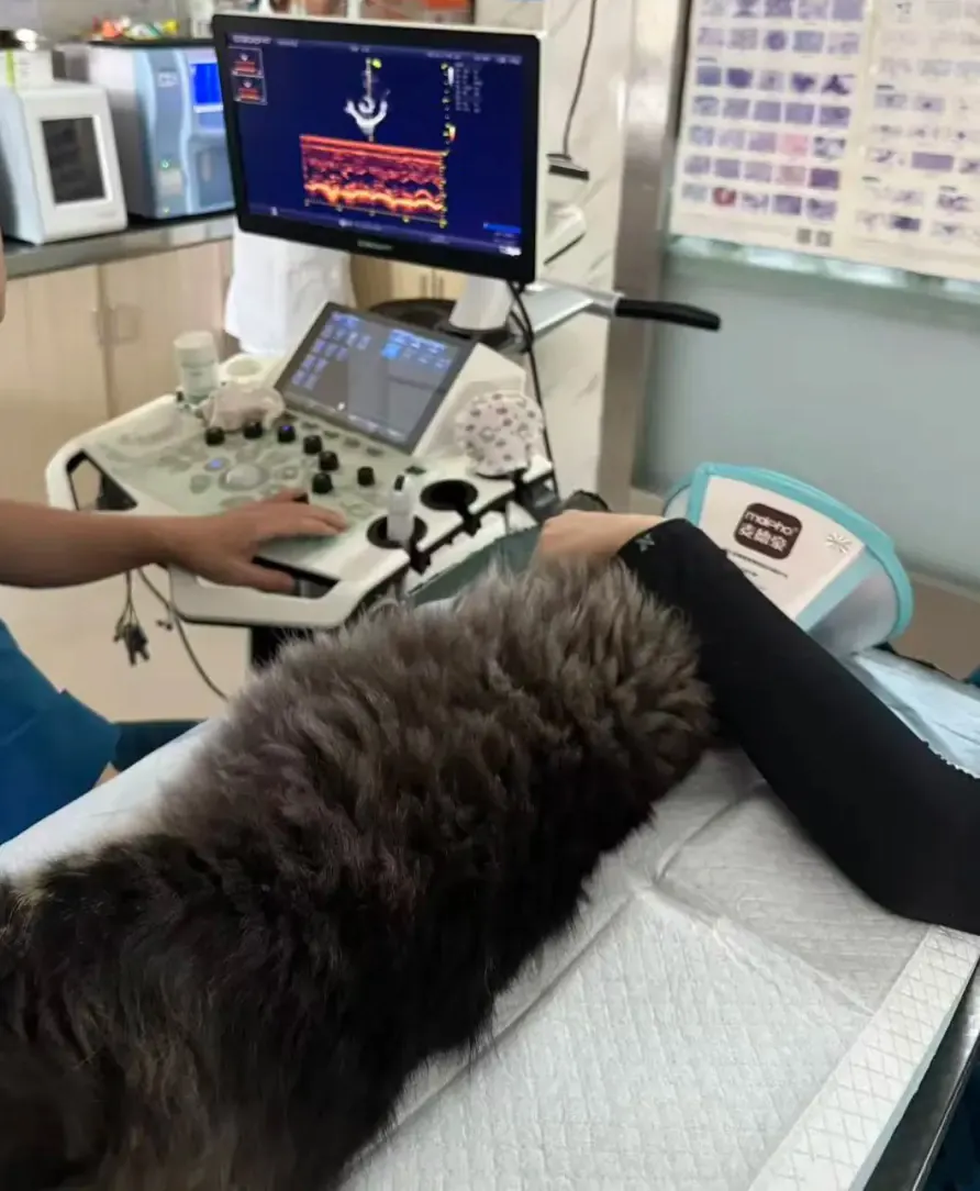 Vétérinaire réalisant une échographie cardiaque de dépistage sur un Maine Coon géant lors d'une consultation préventive