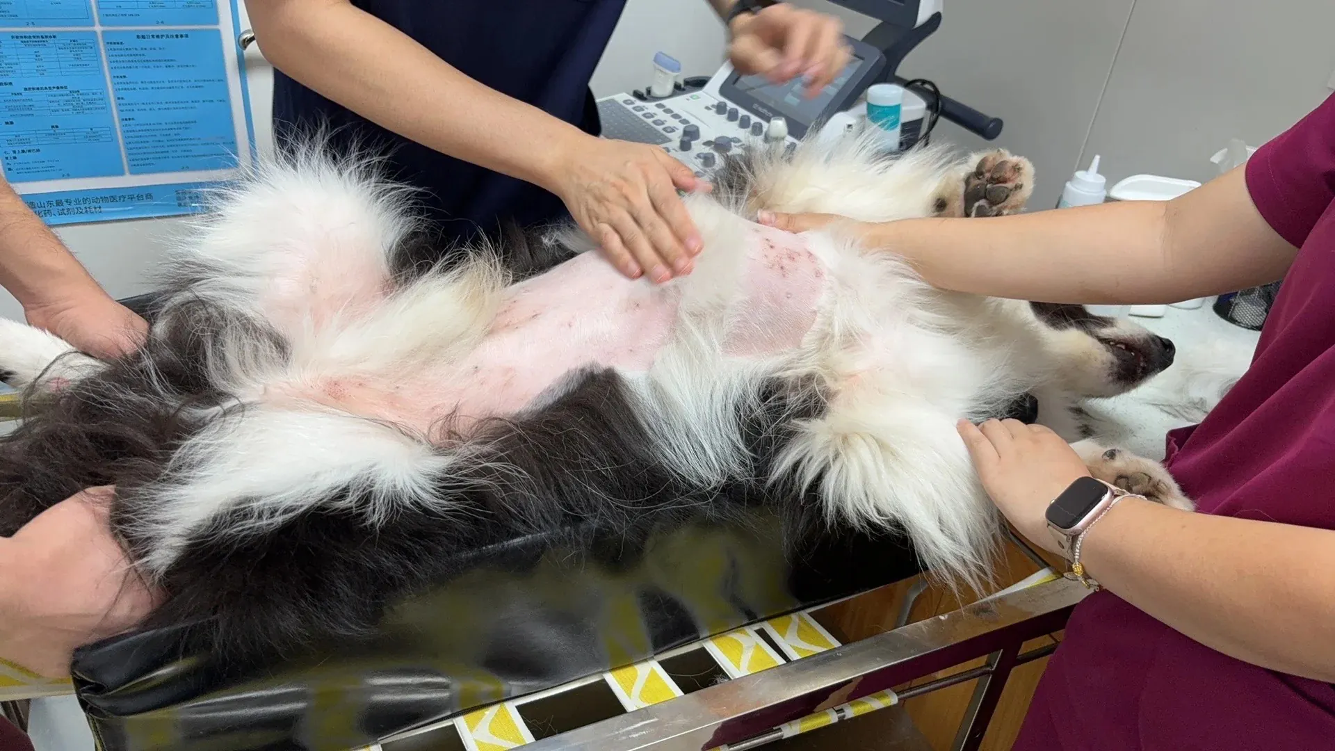 Pourquoi mon chien mange son caca ? Vétérinaire examinant un chien sur la table de consultation