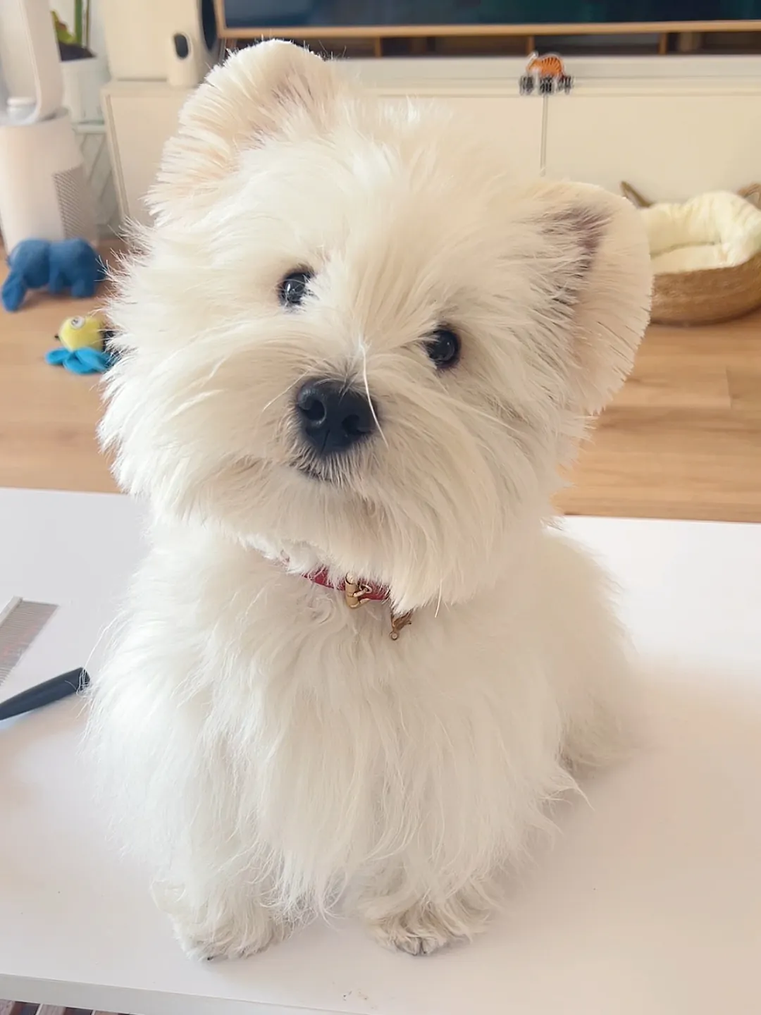 Petit Chien Blanc : les Races à Connaître avant d'Adopter West Highland White Terrier de face, poil dur et blanc, ancien chien de chasse écossais