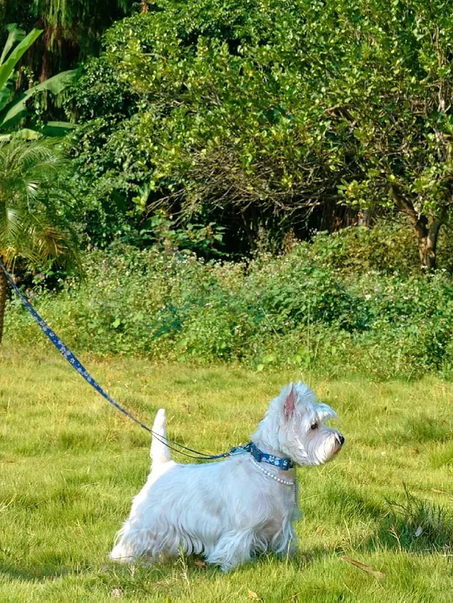 Petit Chien Blanc : les Races à Connaître avant d'Adopter Westie en extérieur, illustrant son besoin d'exercice quotidien