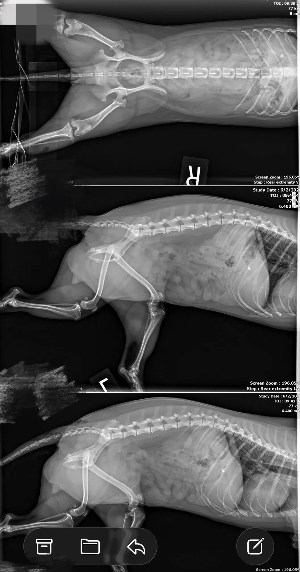 Labrador nain : origine et vérité génétique Radiographie schématique illustrant une malformation osseuse liée au nanisme chez le labrador