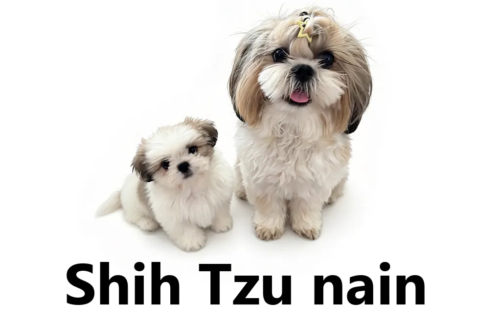 Shih Tzu nain : ce qu'il faut savoir avant d'adopter Shih Tzu nain (mini, toy) : poids, taille, santé et conseils