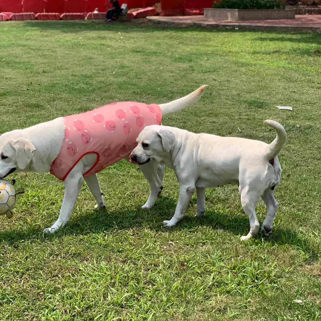 Labrador nain : origine et vérité génétique Comparaison visuelle entre un labrador de taille standard et un labrador présentant une morphologie réduite
