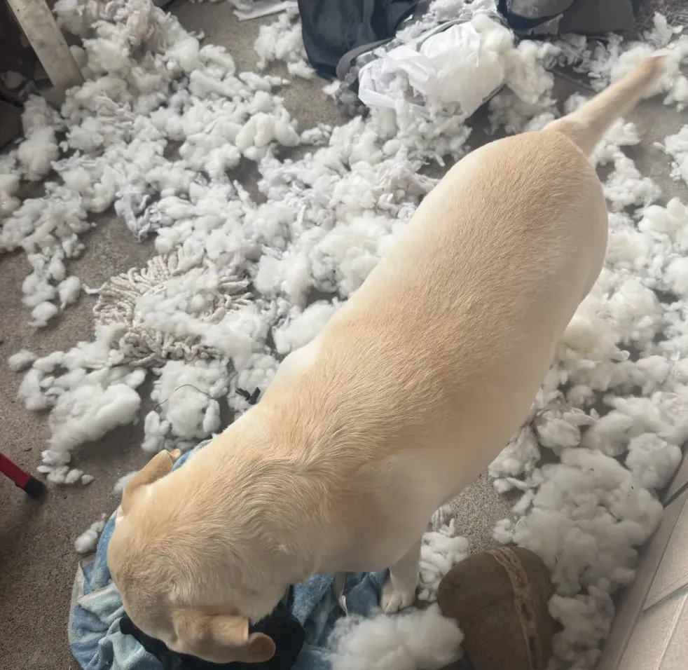 Labrador : 4 défauts vécus après 7 ans avec le mien Tête de lit capitonnée rongée sur le coin, tissu arraché