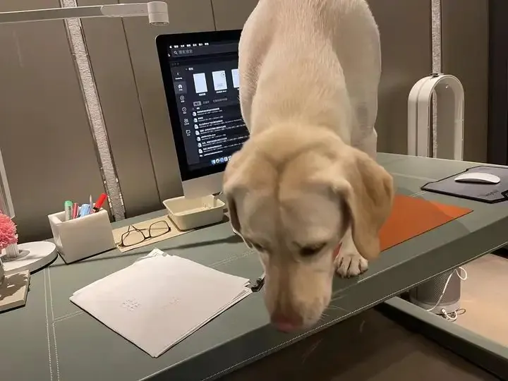 Labrador : 4 défauts vécus après 7 ans avec le mien Labrador debout les pattes sur un bureau, en train d'explorer les affaires posées dessus