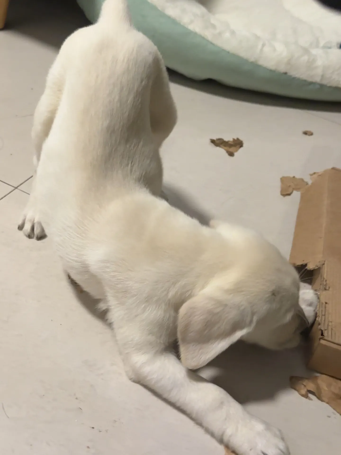 Labrador : 4 défauts vécus après 7 ans avec le mien Labrador debout à côté d'un carton d'emballage entamé
