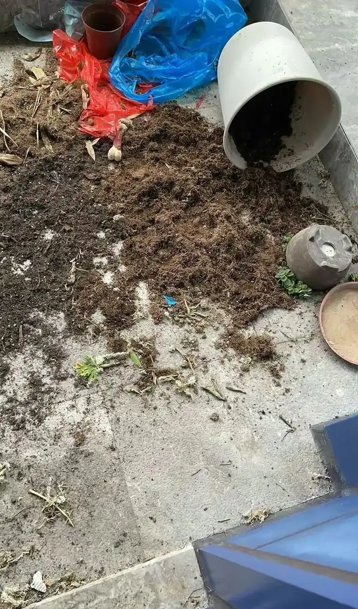 Labrador : 4 défauts vécus après 7 ans avec le mien Labrador creusant dans la terre d'un pot de fleur renversé au jardin