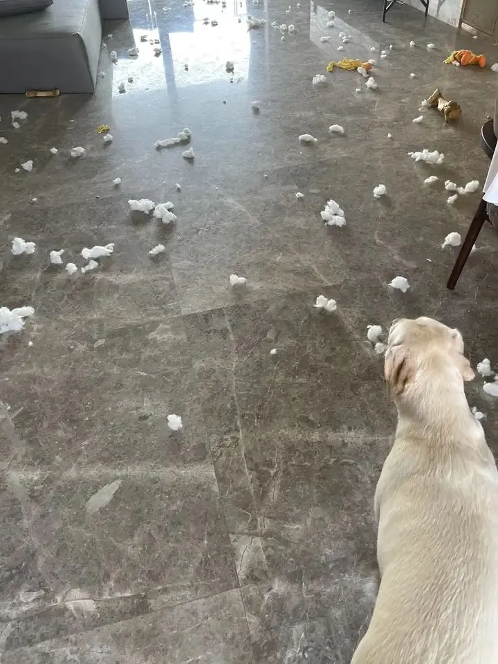 Labrador : 4 défauts vécus après 7 ans avec le mien Sol jonché de morceaux de mousse blanche déchiquetés après une bêtise du labrador