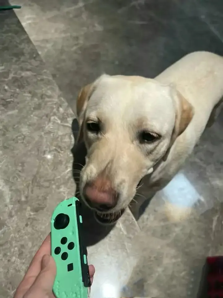 Labrador : 4 défauts vécus après 7 ans avec le mien Manette de jeu vidéo verte mâchouillée par le labrador, tenue en laisse