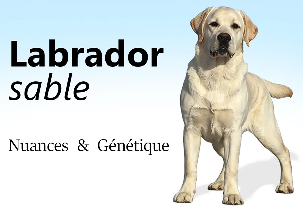 Labrador sable (jaune) : nuances et génétique