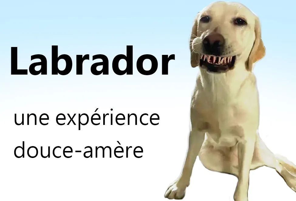 Labrador : une expérience douce-amère