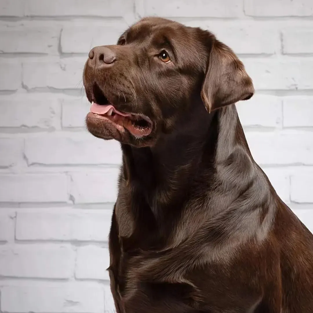 Labrador nain : origine et vérité génétique Labrador chocolat au pelage brun, variante de couleur de la race