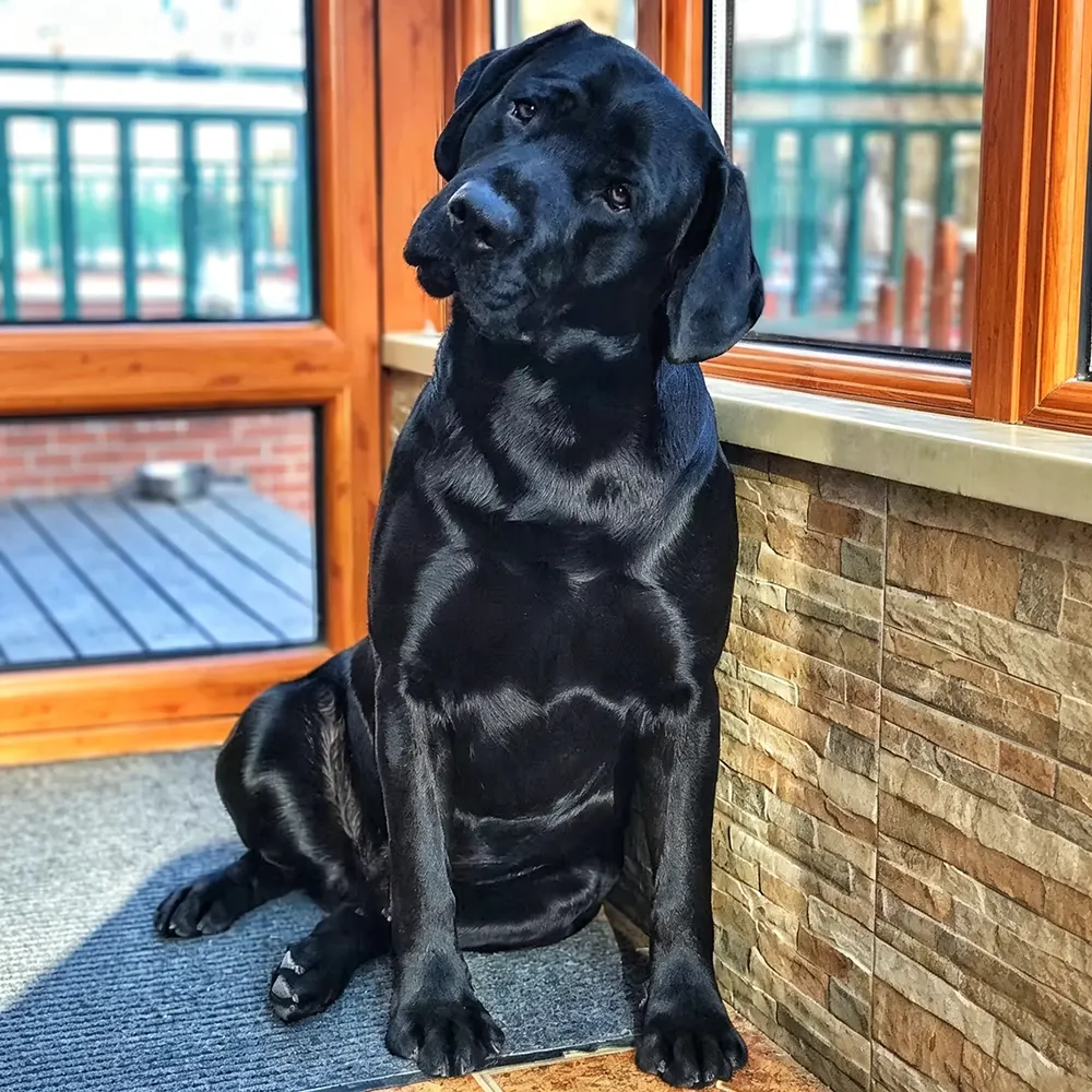 Labrador nain : origine et vérité génétique Labrador noir adulte, l'une des trois couleurs reconnues de la race