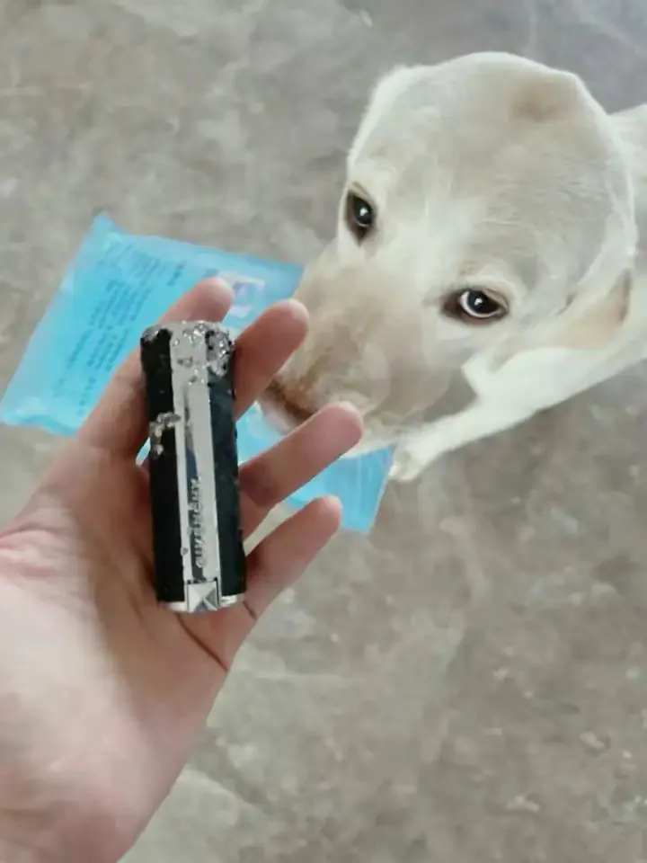 Labrador : 4 défauts vécus après 7 ans avec le mien Coque ou batterie externe mâchouillée tenue dans une main, labrador en arrière-plan