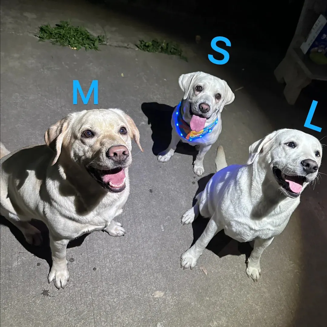 Labrador nain : origine et vérité génétique Trois labradors de tailles différente petit moyen grand debout côte à côte