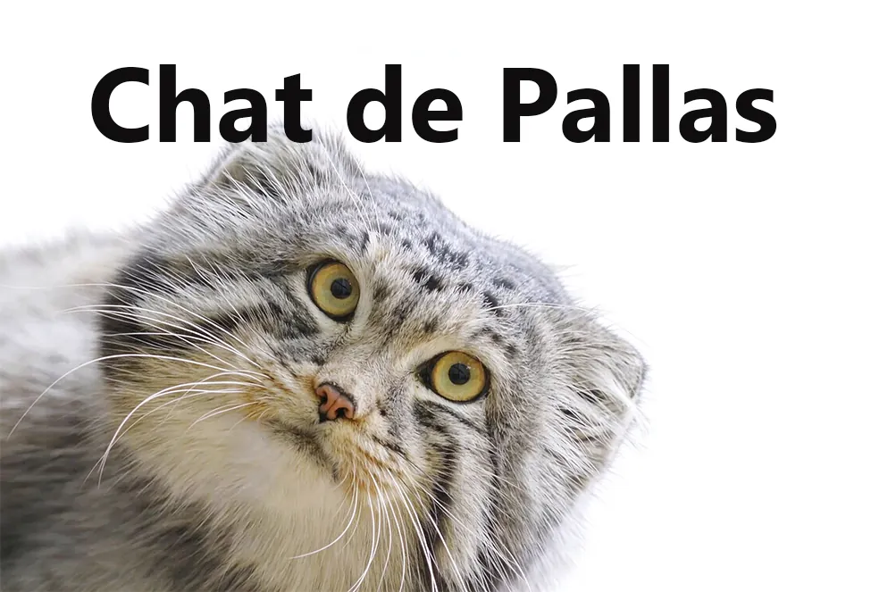 Chat de Pallas (manul) : le félin sauvage à l'air grincheux chat de pallas