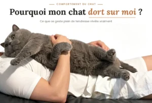 Noms de Chien Commençant par A : Guide Complet Chat British Shorthair gris allongé sur le ventre de son maître, illustrant pourquoi un chat dort sur vous