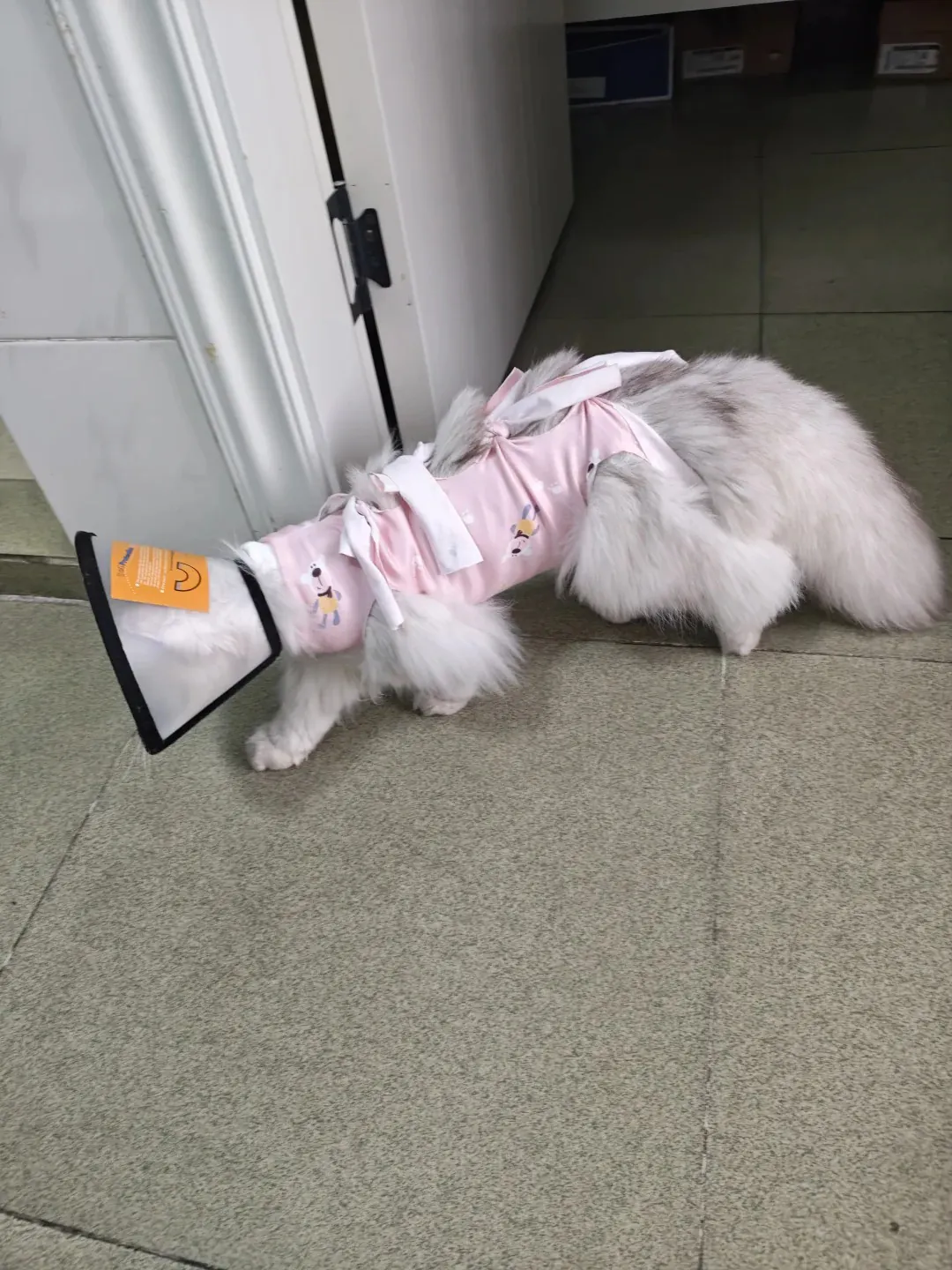 Chatte au repos pendant sa convalescence, sans sauter ni grimper