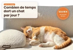 Noms de Chien Commençant par A : Guide Complet Chat roux et blanc endormi au soleil sur un canapé bouclette
