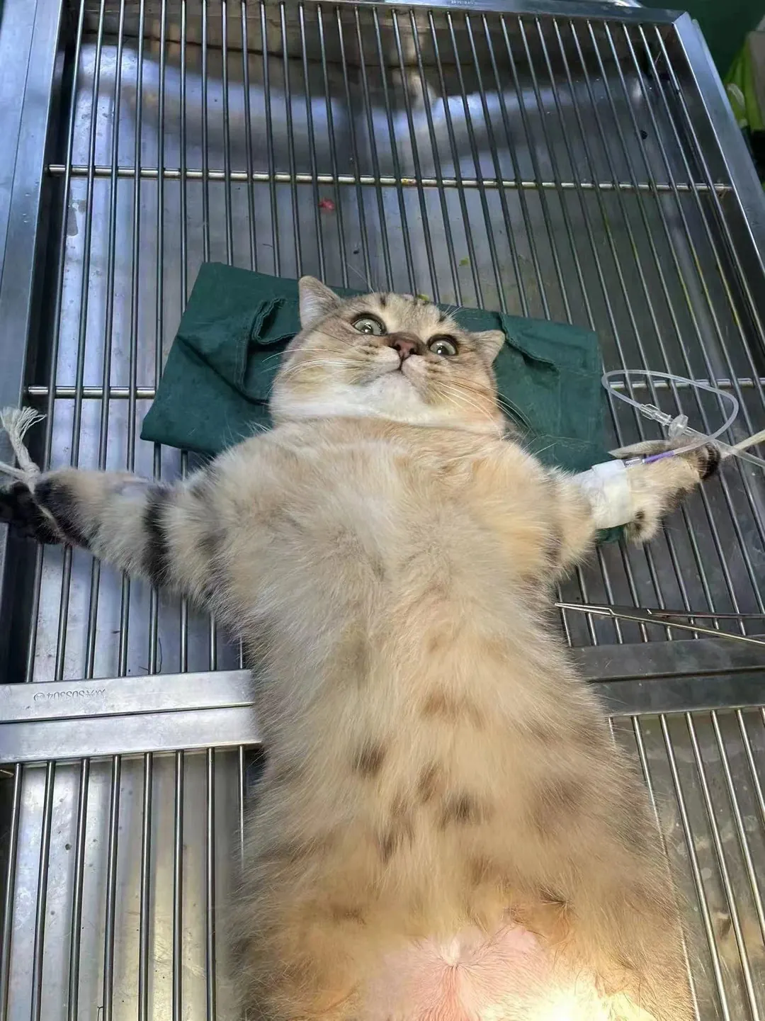 Chatte allongée sur la table de la clinique vétérinaire avant sa stérilisation