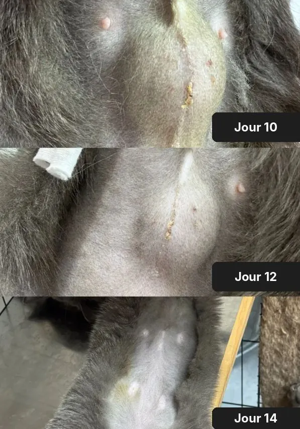 Cicatrice de stérilisation d'une chatte aux jours 10, 12 et 14 : petites croûtes puis cicatrice presque invisible