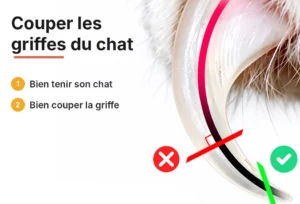 Noms de Chien Commençant par A : Guide Complet Schéma d’une griffe de chat : où couper et quel angle éviter
