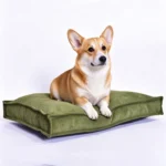 Corgi installé sur un coussin bas en velours côtelé vert olive, vu de trois quarts