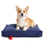 Corgi assis sur un coussin pour chien déhoussable en velours côtelé bleu marine