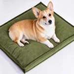 Corgi couché sur un coussin pour chien rectangulaire en velours côtelé vert olive