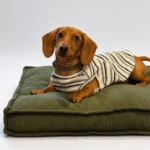 Teckel en pull rayé couché sur un coussin pour chien en velours côtelé vert olive