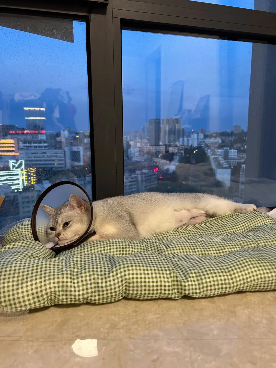 Chatte qui se repose sur une couverture douce au retour de la clinique