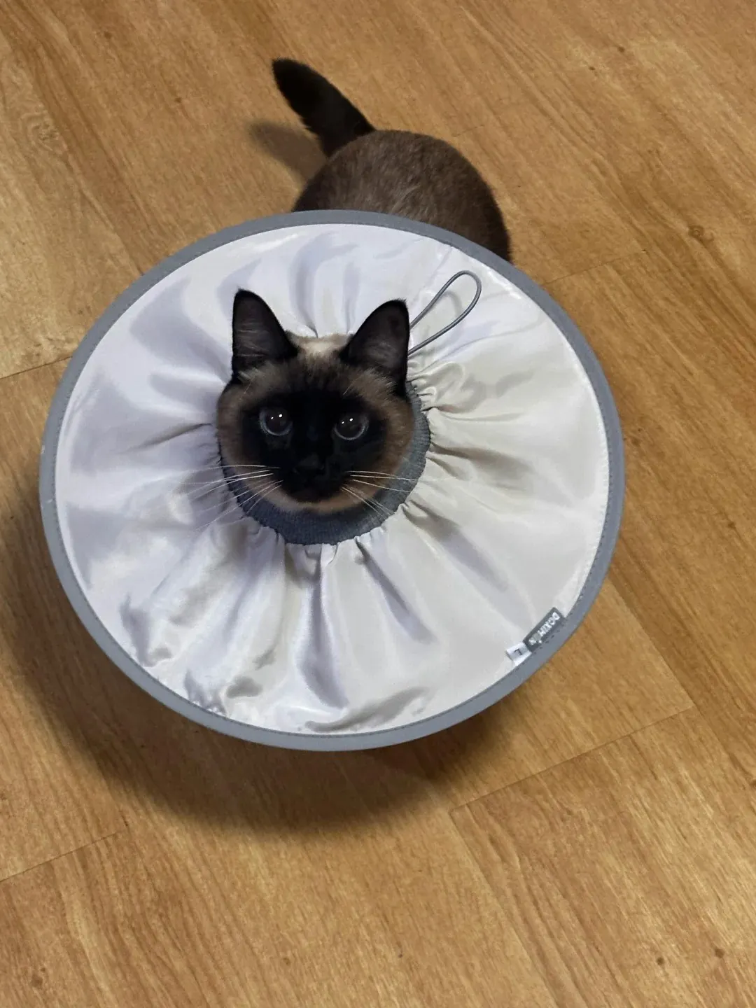 Chatte qui porte une collerette après sa stérilisation pour ne pas lécher sa plaie