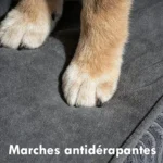 Pattes de chien posées sur une marche antidérapante en velours gris