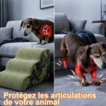 Escalier pour chien qui évite les sauts et protège les articulations d'un teckel