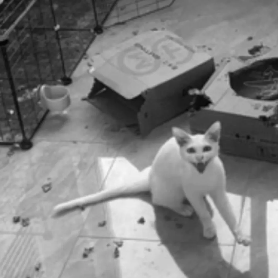 Griffoir Mural Chat Design « Rétro » – Sisal Illustré à Coller Chat au milieu d'une pièce saccagée