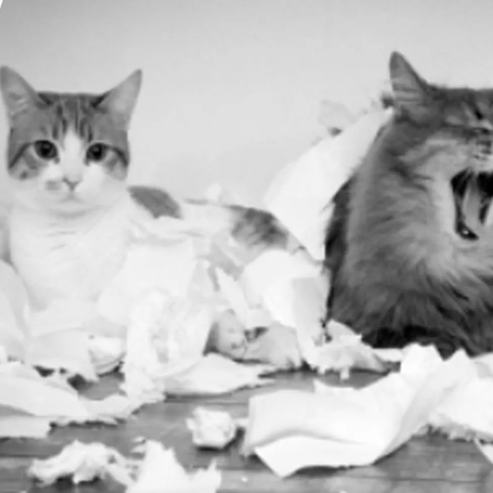 Griffoir Mural Chat Design « Rétro » – Sisal Illustré à Coller Chats qui déchiquettent des mouchoirs en papier