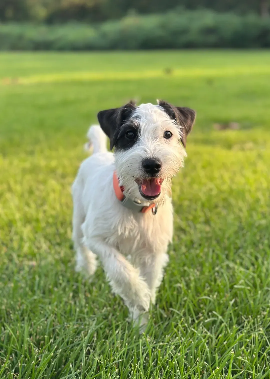 Petit Chien Blanc : les Races à Connaître avant d'Adopter Jack Russell blanc à tête noire et feu, poil dur, courant dans l'herbe la gueule ouverte