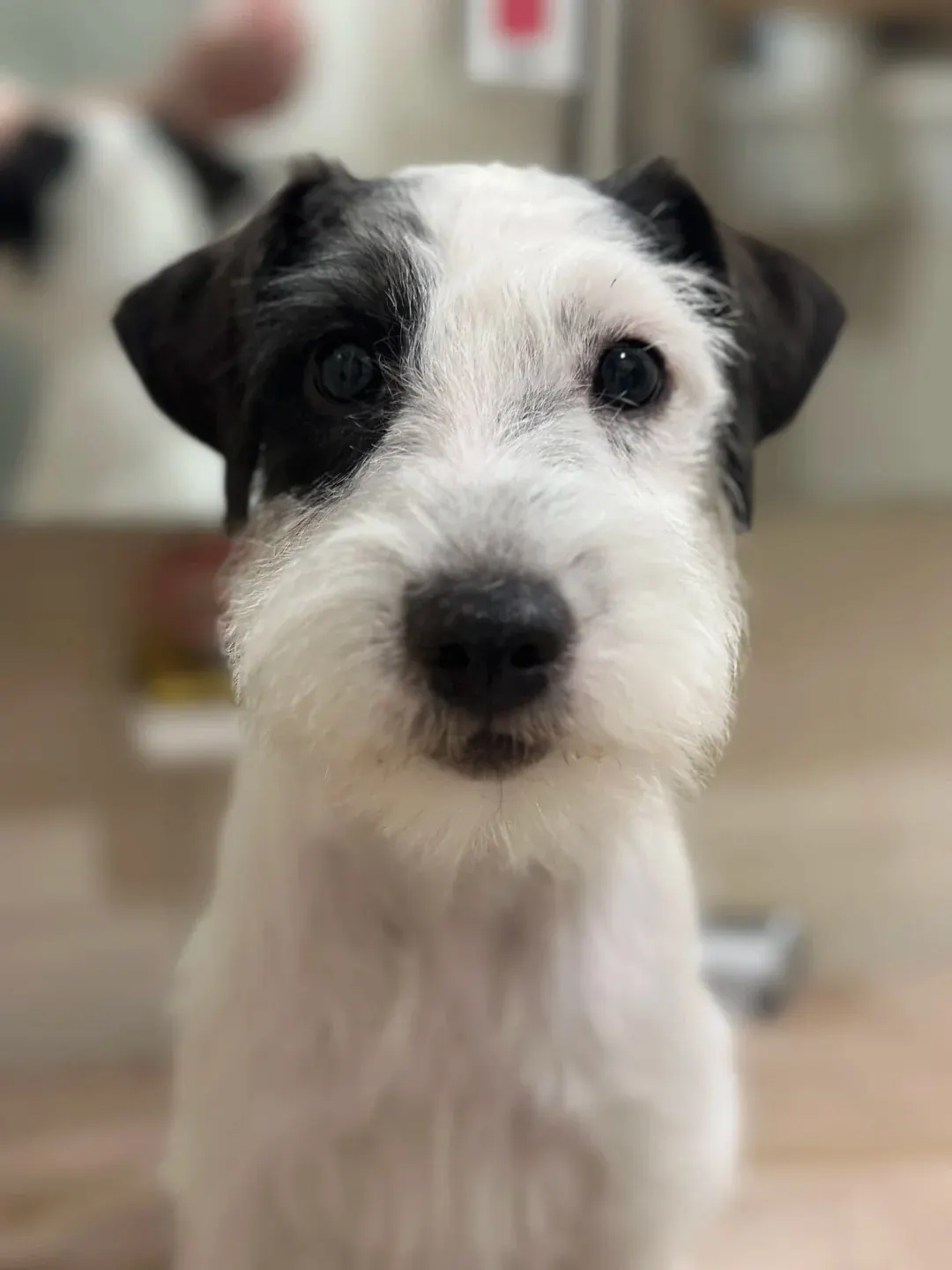 Petit Chien Blanc : les Races à Connaître avant d'Adopter Portrait d'un Jack Russell à robe blanche et tête noire, poil dur et sourcils broussailleux