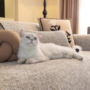 Chat blanc couché sur un jeté de canapé anti-griffes en chenille beige