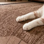 Pattes de chat sur un jeté de canapé café qui ne s'abîme pas facilement