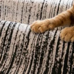 Pattes de chat roux posées sur un jeté de canapé en chenille noir et blanc