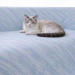 Chat de type Ragdoll faisant la sieste sur un jeté de canapé bleu ciel