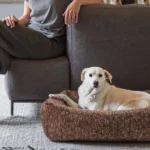 Chien couché dans un panier en tweed rouge marron au pied du canapé, près de sa maîtresse